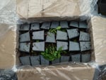 Robuste Pflanzen in gutem Zustand