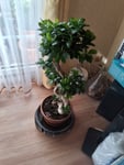 Ficus Bonsai