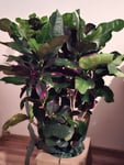 Croton