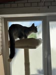 Meine Katzen lieben ihn!