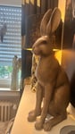 Ein wunderschöner Großer Hase 