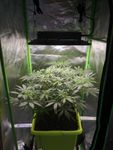 Vevor 150W 