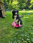 super Sache für das Training mit Hunden