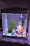 Dieses Aquarium (7l.) ist eine großartige Option für ein oder zwei kleine Fische.