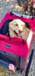 Pippa‘s Prinzessin-Kutsche