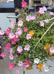 meine Passionsblume blüht