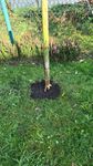 Birnenbaum