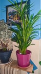 Schöne Palme