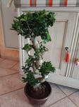 Plante conforme 