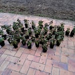 Jolis plants! 