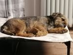 Hunde lieben es