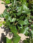 Citronnier Meyer 