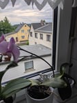 Bin sehr enttäuscht. Von 10 Orchideen 5 weiße und drei waren abgebrochen ausgerechnet die farbigen 