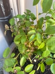 Prodotto arrivato in uno stato discreto.l imballaggio sembrava anche fatto bene ma dal cartone è caduta un po di terra non so se colpa del corriere o altro. Ho preso due rose ed una era praticamente quasi secca è davvero piccolissima 