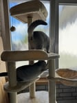 Meine Katzen lieben ihn!