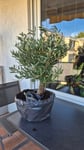 Schöner Olivenbaum