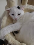 Meine Katze liebt den neuen Baum