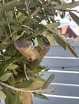Olivenbaum 