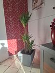 Schöne große Yucca Palme 