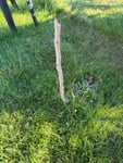 Der Baum wächst nicht.