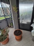albero di mele