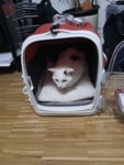 Die beste Transportbox 