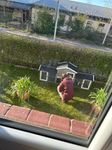 Zuhause für Paw