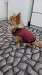 Hundemantel, endlich die richtige Größe 