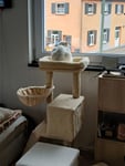Meine Katze liebt den neuen Baum