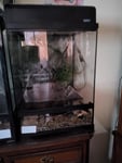 Schönes Terrarium 