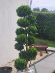 Super Gartenbonsai