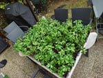Robuste Pflanzen in gutem Zustand