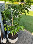 Prima gelaufen – schöner Baum.