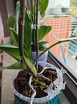 Hervorragende Erde für Orchideen