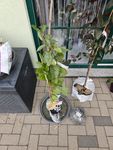 Sollen lecker sein 