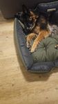 Hundebett