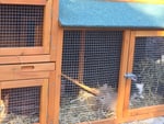 Netter Hasenstall mit kaputten stellen