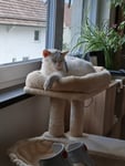 Meine Katze liebt den neuen Baum