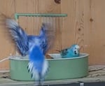Sehr schönes Vogelbad 