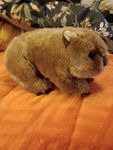 Wombat