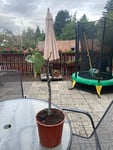 Dva fikovniky jine kvality