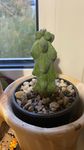 Boobie cactus