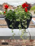 Passt gut für 2-3 Blumen