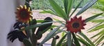 Holzblumen und Raben