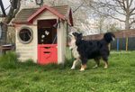 Wundervoll! Endlich die richtige Glocke für‘s Hundchen. 