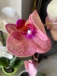 Piante splendide e spedizione impeccabile!