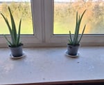 Aloe 