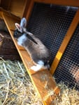 Netter Hasenstall mit kaputten stellen