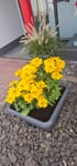 Super Blumentopf in grau 