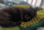 Sehr angenehm, sogar meine Katze Lilli liebt sie